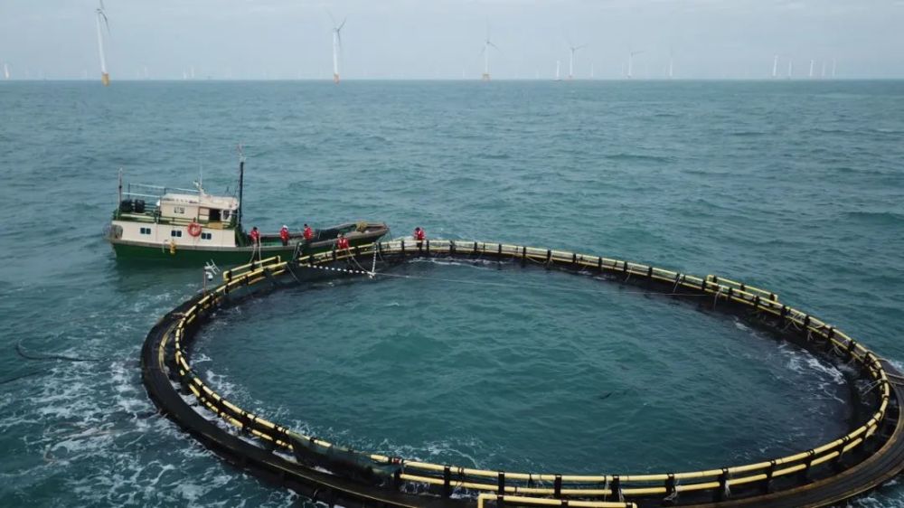 我国首个海上风电海洋牧场示范区收鱼开创世界深远海抗台风养殖先河