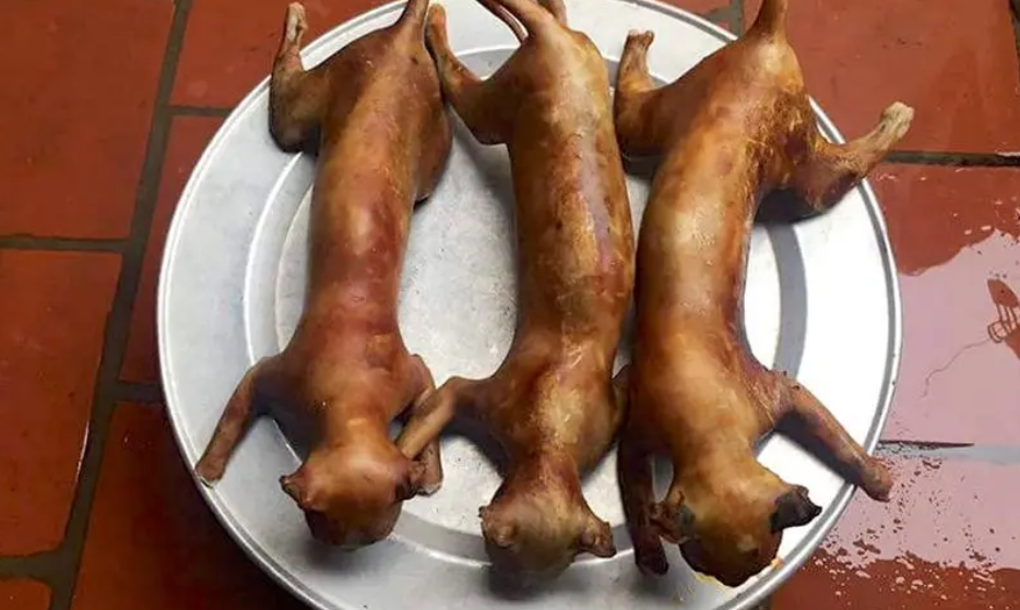 特色焖猫肉的做法(特色焖猫肉的做法窍门)