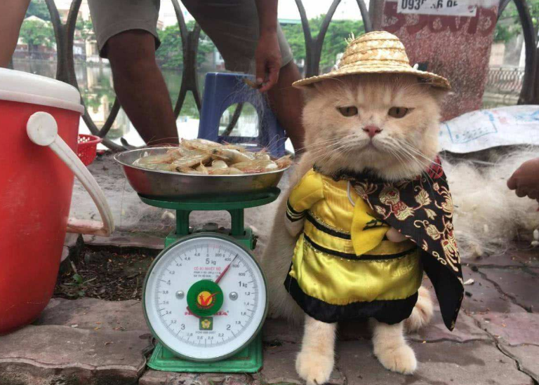 越南人酷爱吃猫一年吃掉400万只为啥中国人从不吃猫肉