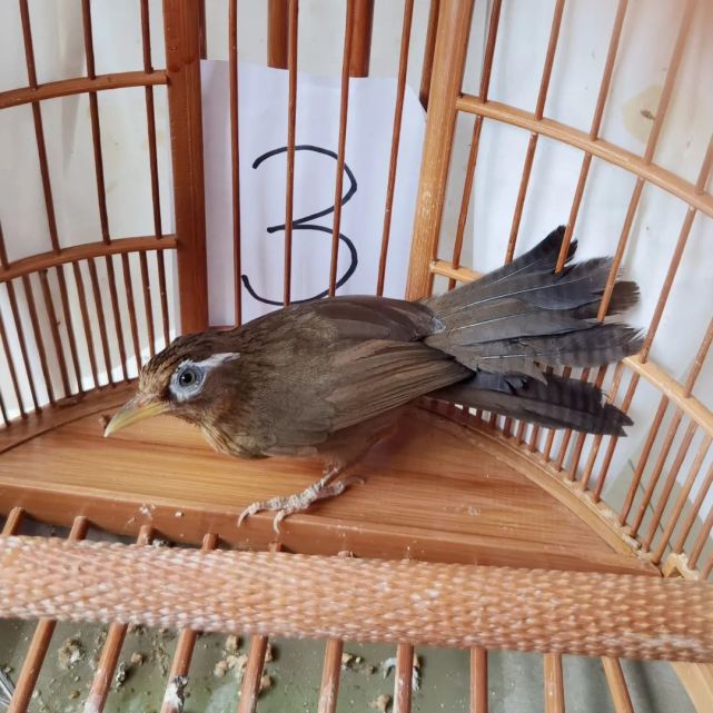 岑溪一鸟店老板收购,出售画眉等新晋"国保",获刑二年六个月!