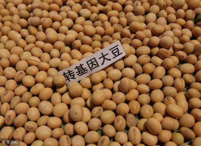 转基因大豆玉米开展产业化试点农业农村部目前进展较好