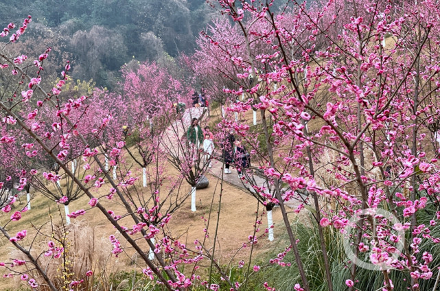 歌乐山梅园图片