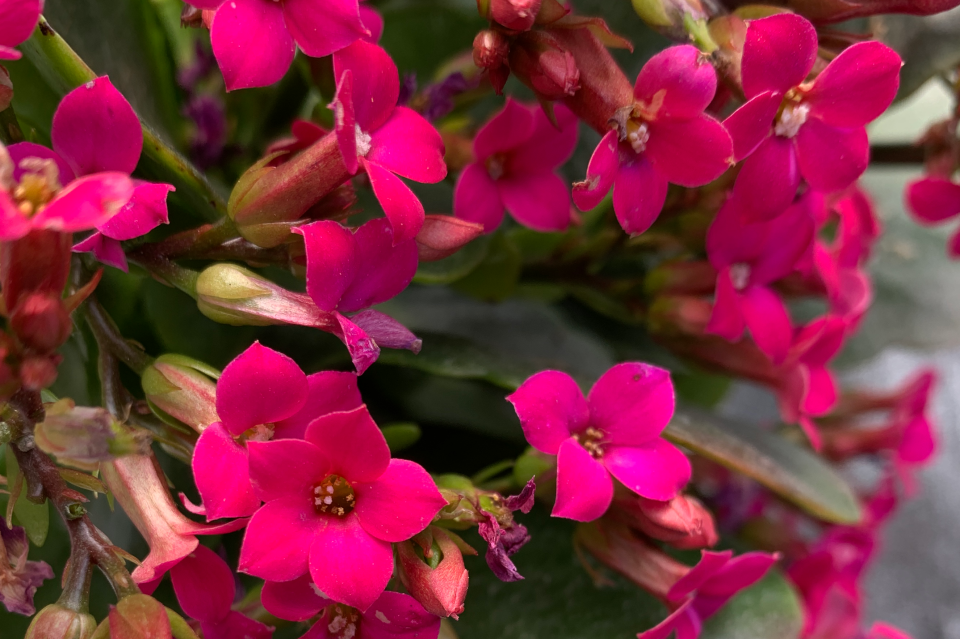 安静长寿花花瓣单瓣紫色长寿花紫色系列品种之一