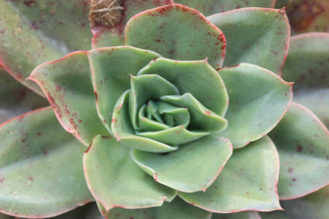 大合之舞景天科拟石莲花属多肉植物中小型种园艺杂交品种
