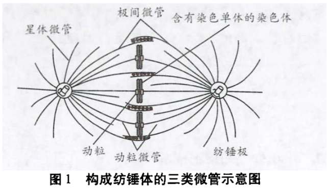 "教学中的"纺锤体"释疑|有丝分裂|染色体|秋水仙碱|微管|纺锤体|细胞