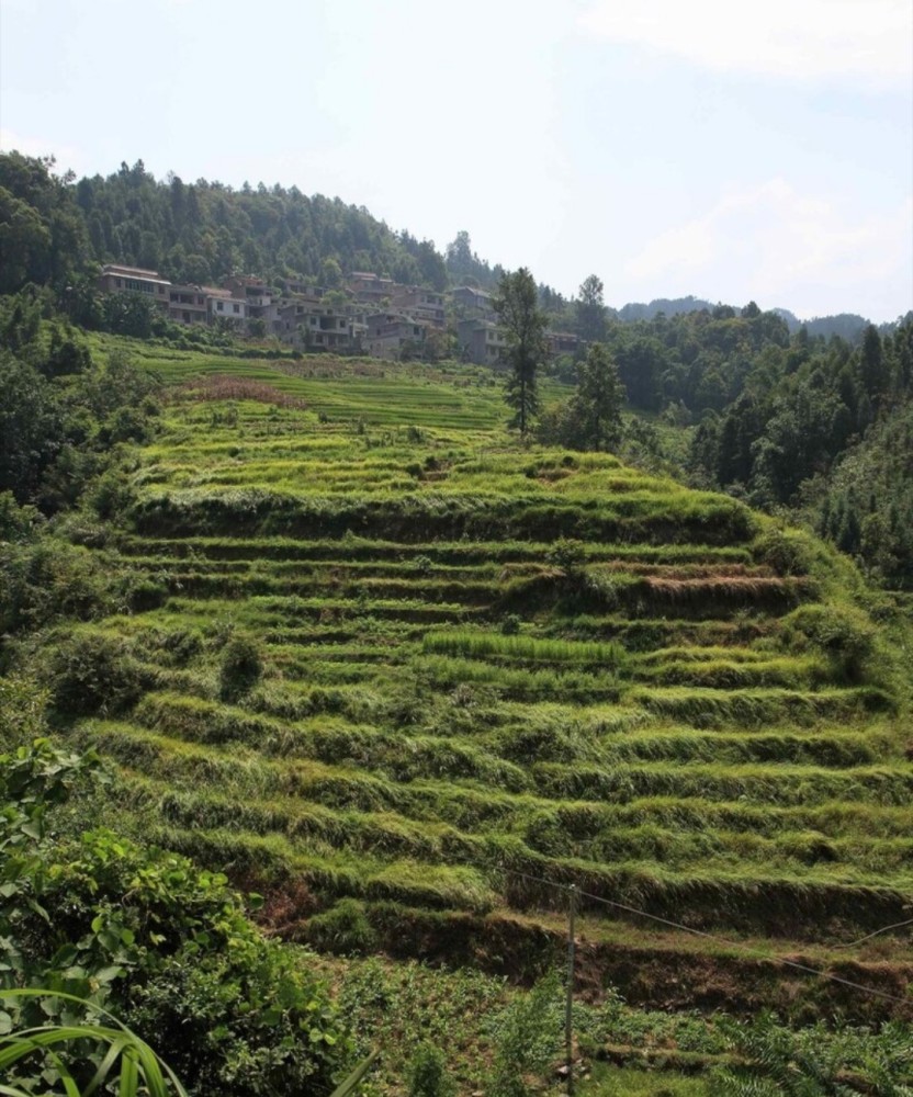 根据《民法典》将农村集体所有的土地分为耕地,林地,草地以及其他用于