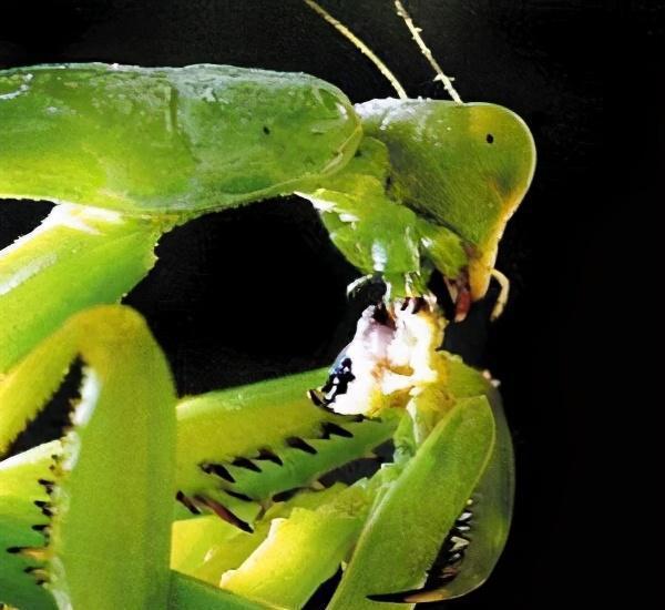 螳螂吃什么怀孕图片