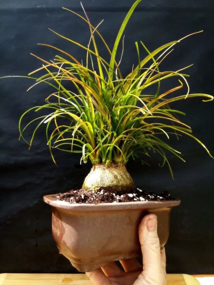 适合新手栽种的热带荒漠植物酒瓶兰