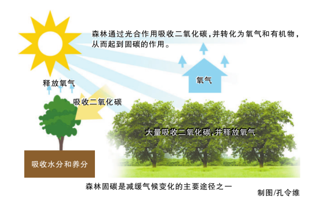 森林碳汇项目开发流程及前景展望|ppt