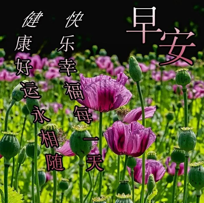 早上好愉快祝福語早安快樂圖片大全