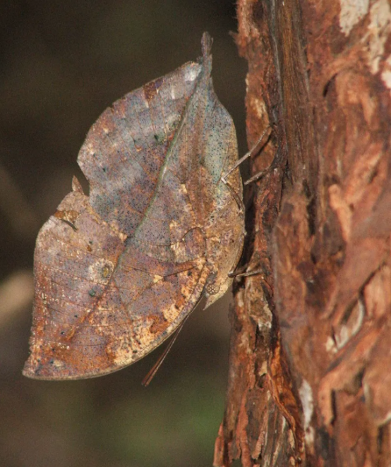 盘点昆虫界模仿植物最成功的伪装者|枯叶蛱蝶|竹节虫|叶子|兰花螳螂|