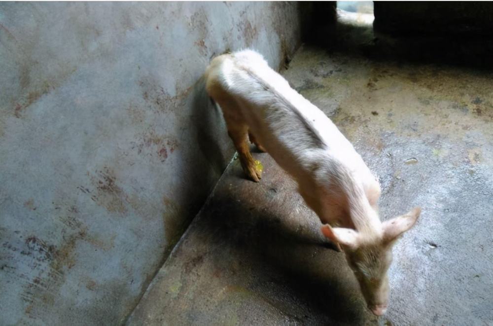 猪越吃越瘦是圆环病毒吗?