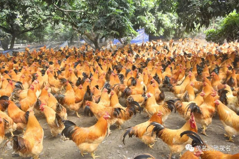 就是这只鸡从茂名昂首走向全国