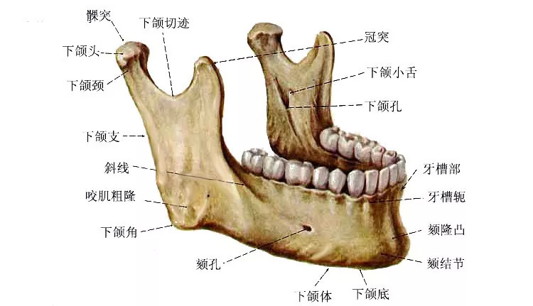 下颚和下颌的位置图图片