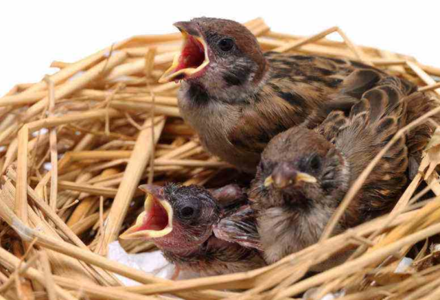 那么后果是不堪设想的,一旦超过4个小时,这些刚刚出生的小麻雀们就会