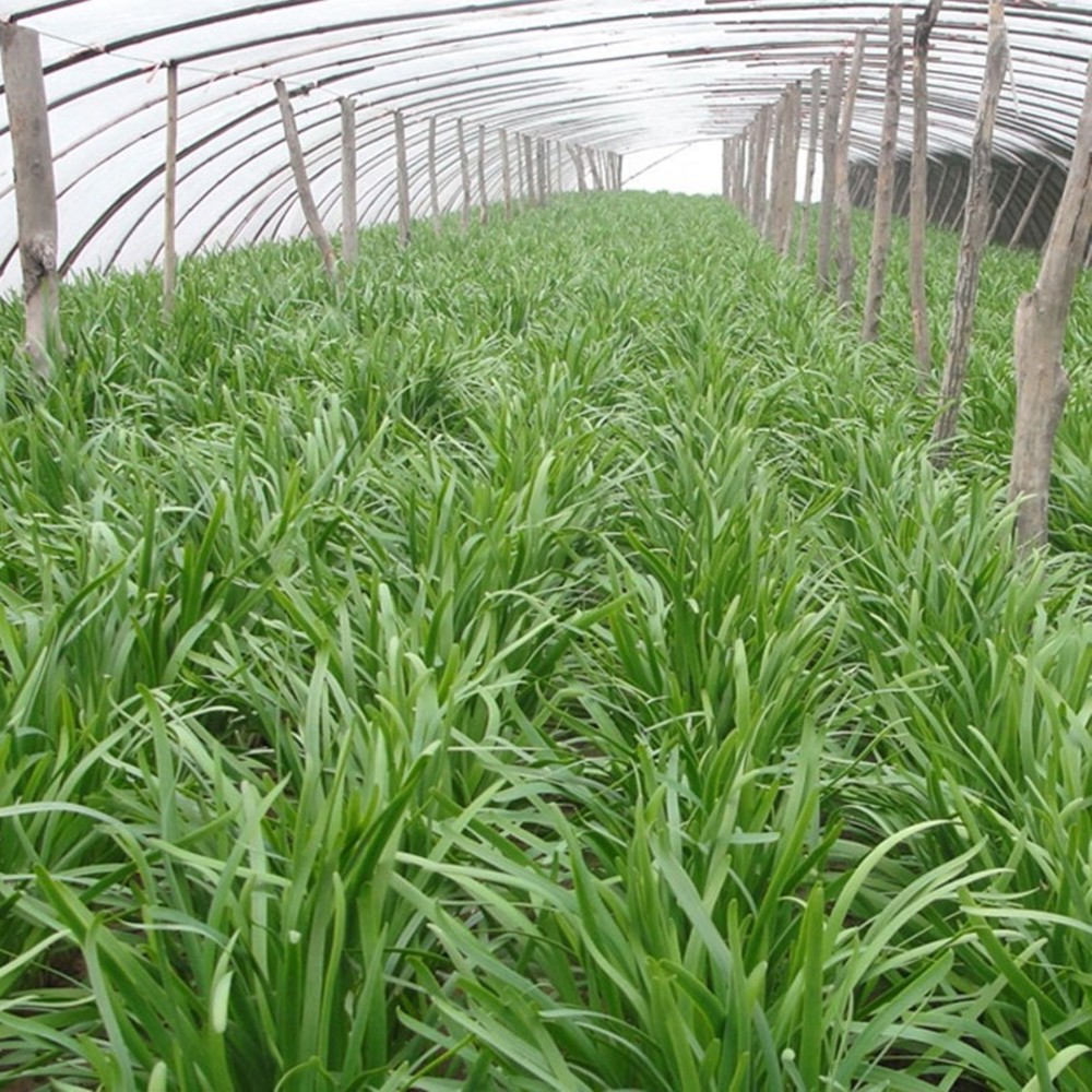 韭菜收割后越长越弱老农教你5招韭菜长得粗壮又黑亮