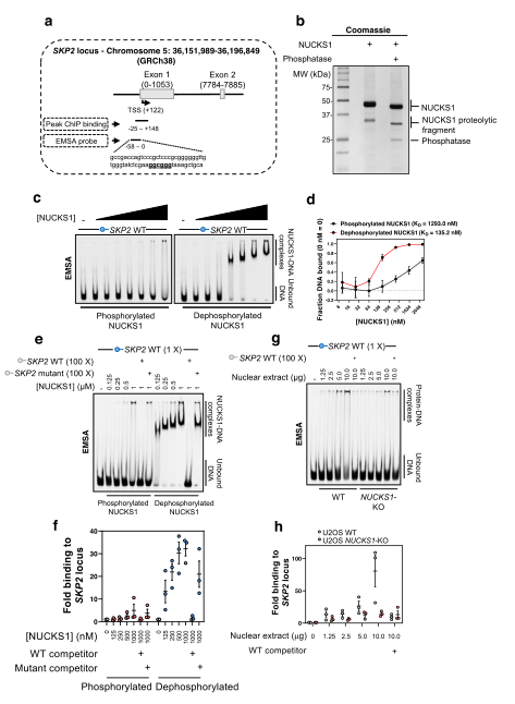 更全面地了解nucks1对skp2的调控,作者采用了电泳迁移率测定(emsa)