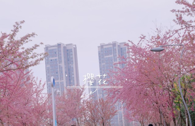 赏花文案 腾讯网
