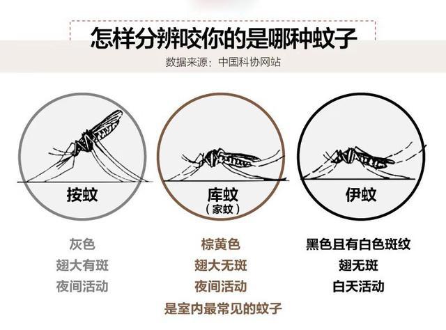 变成了白天黑夜轮番出动,这是因为在伊蚊入侵之前,我国主要以库蚊和