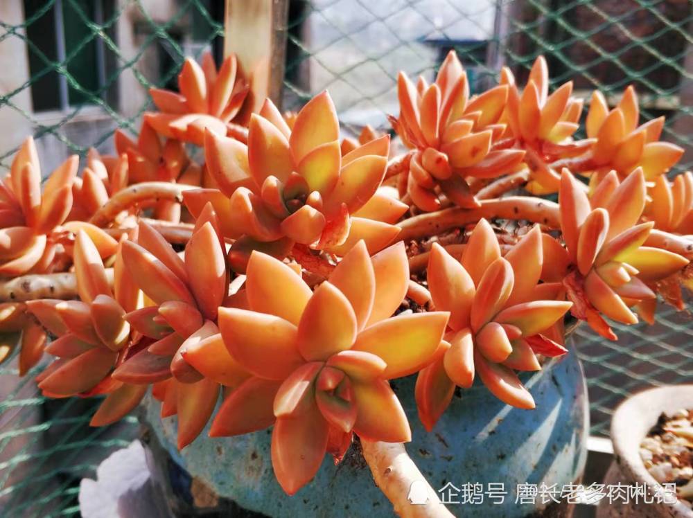 最普通的多肉铭月 养成老桩如此好看 可见 普货 也值得被善待 腾讯新闻
