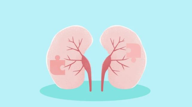 国医大师邹燕勤治疗肾脏病经验