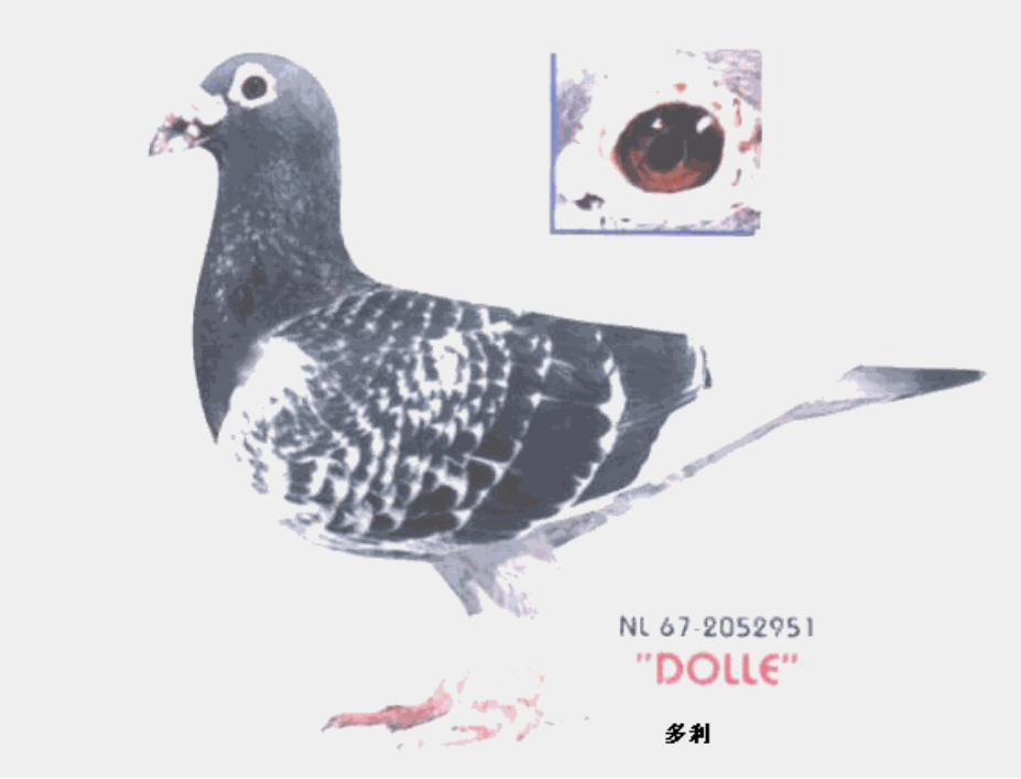 杨阿腾信鸽的特点体型特点:杨阿腾信鸽体型多为较大,头脸较长且胸部