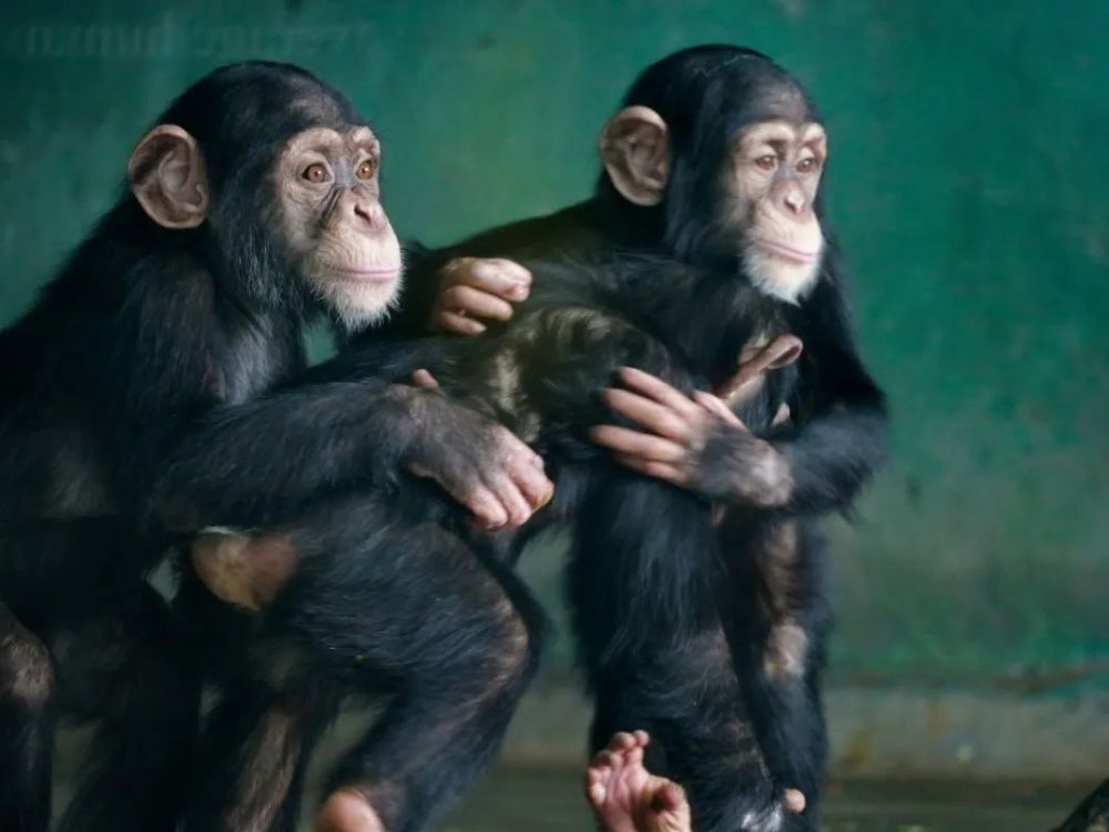 噠咩上海動物園裡還有更多的