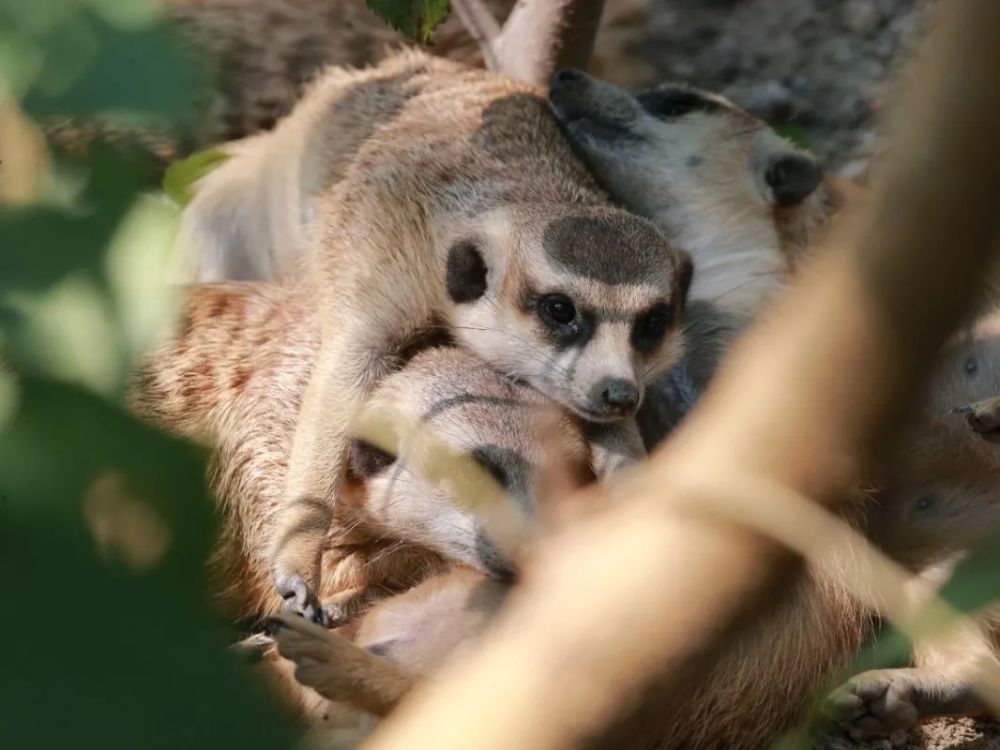 噠咩上海動物園裡還有更多的