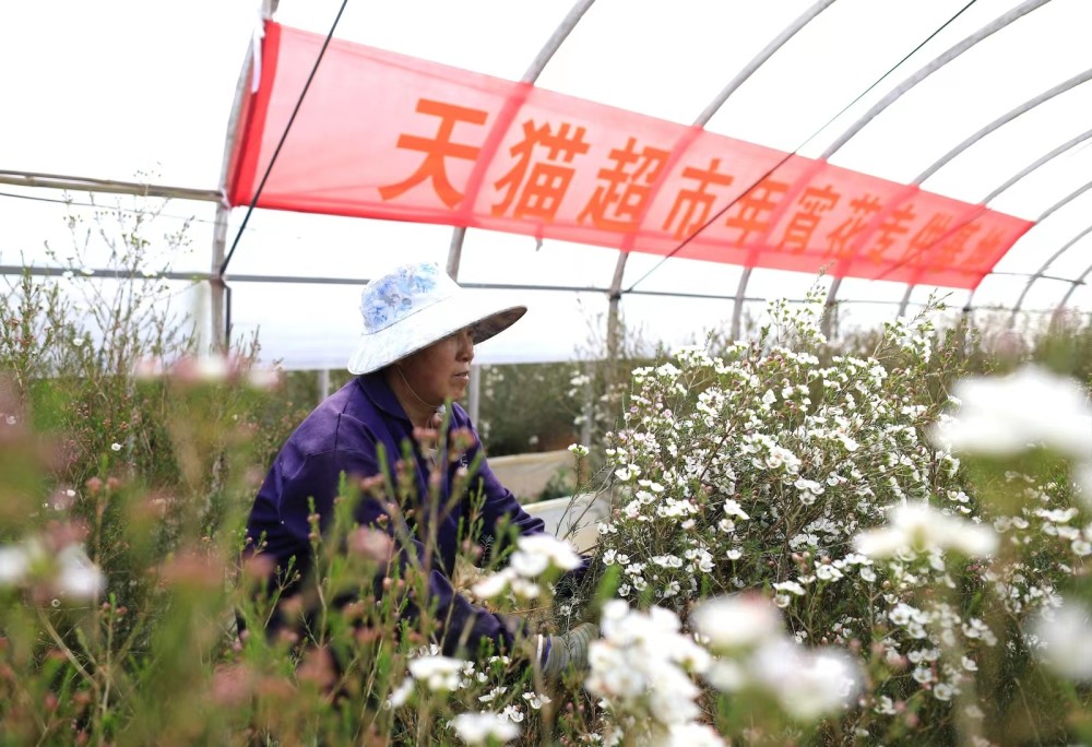 云南省澳洲腊梅种植图片