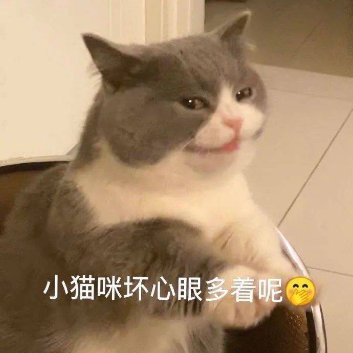 可爱猫猫表情包小猫咪坏心眼多着呢