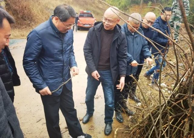 杨幼平一行现场查看松材线虫病疫木除治调研组先后到建德市乾潭镇