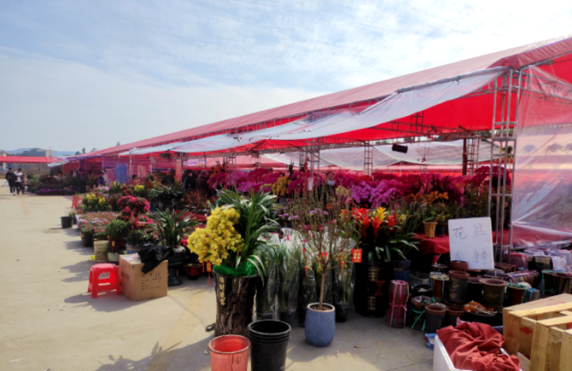 韶关迎春花市陆续开张逛起来