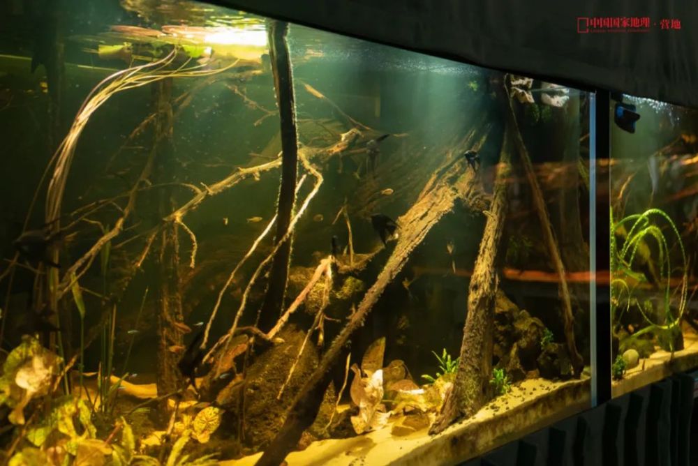 动手联袂打造,水哥家中也有模拟热带海洋以及还原亚马逊河底的原生缸