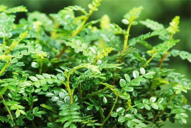 植物科普清香木和胡椒木的区别在哪第一点看叶子的单双数