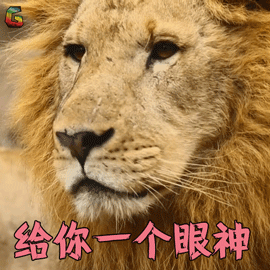 金钱豹头像爆火但金钱豹的英文真不是moneypuma