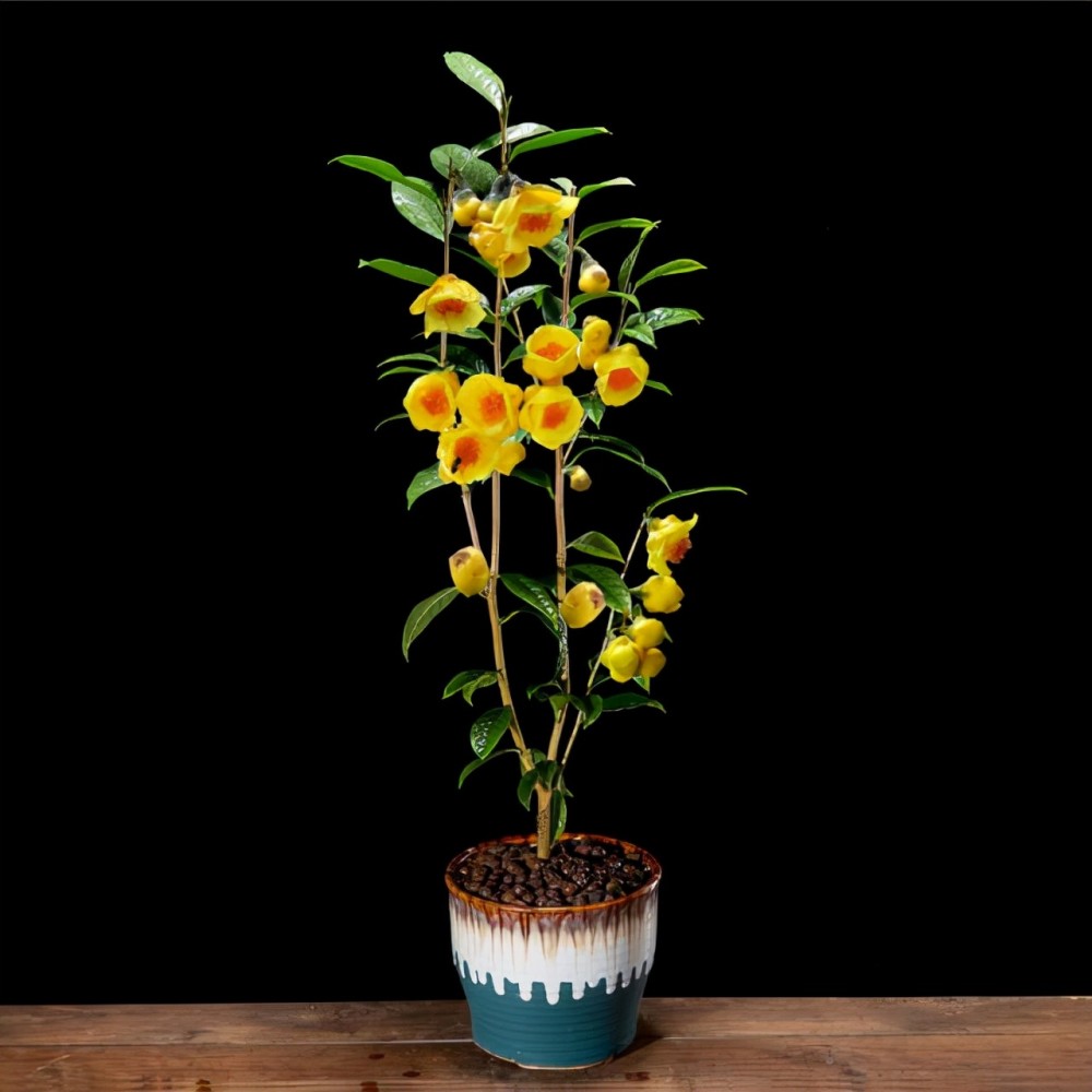 4种洒金花寓意招财进宝名字都有金字养一盆吉利又旺家