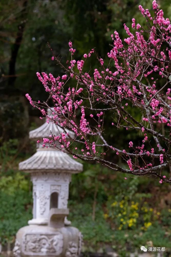 昆明最美的梅花就藏在這座古寺裡