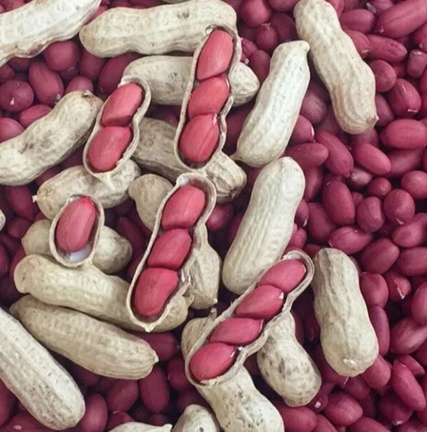 是你们要找的4粒高产红皮花生哦,油率,抗性也都非常棒