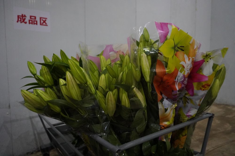 新华全媒 当百合花搭上高铁 寒冬辽西访花农 腾讯新闻