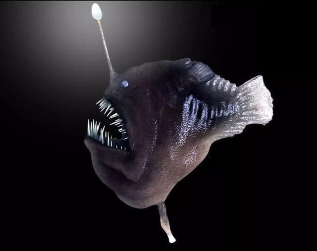 软饭硬吃的代表雄灯笼鱼到底有多懒