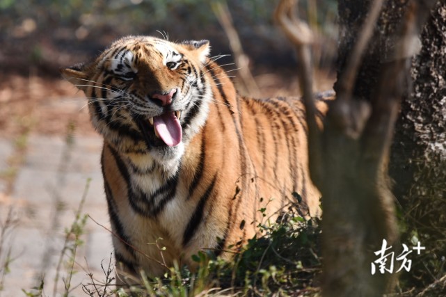 深圳野生动物园"虎虎生威"迎虎年