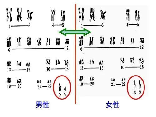 羊水穿刺染色体图片图片