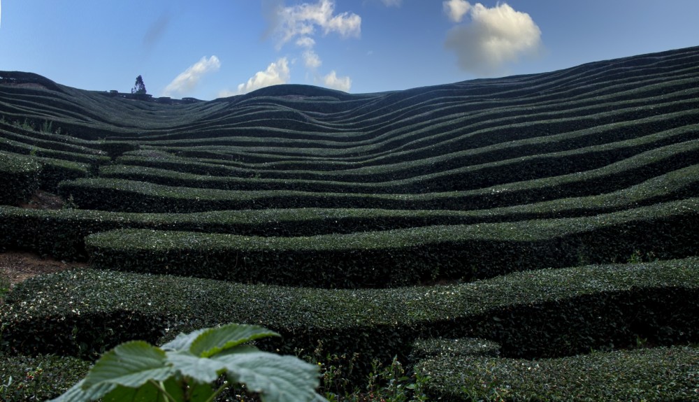 宜都茶山风景