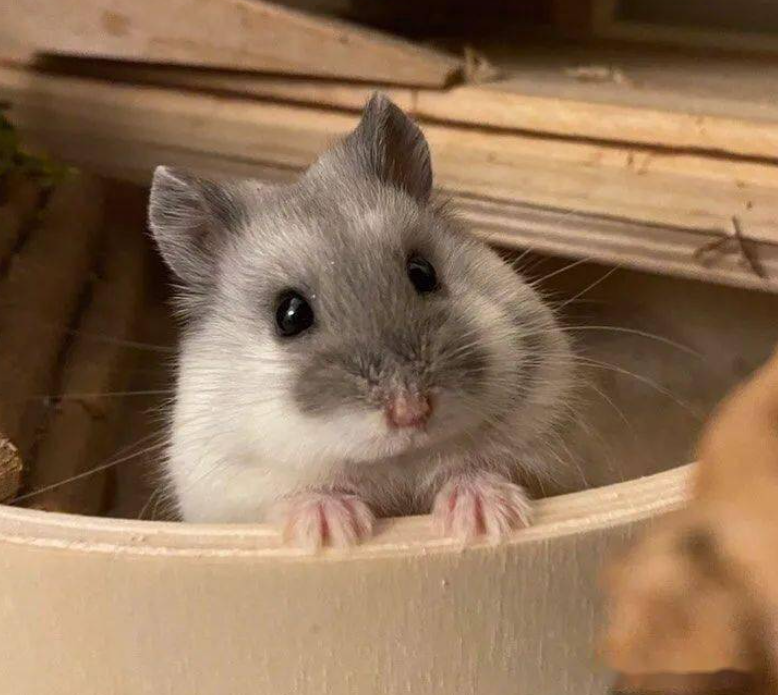 为此,一些人就决定养个猫猫狗狗,仓鼠龙猫之类的宠物来陪伴自己,让一