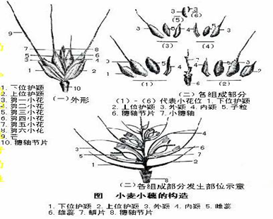知识点|小麦穗分化进程和影响因素_腾讯新闻