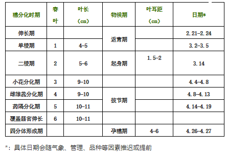 知識點小麥穗分化進程和影響因素