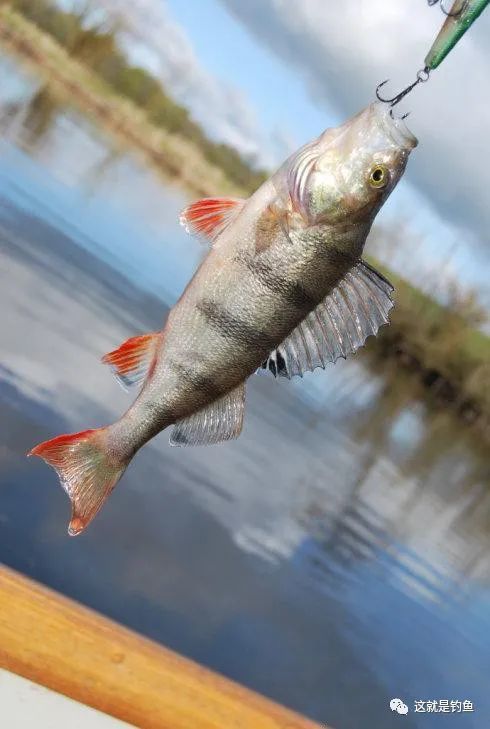 这鱼新疆特有,被誉为"最好吃的冷水鱼"——河鲈