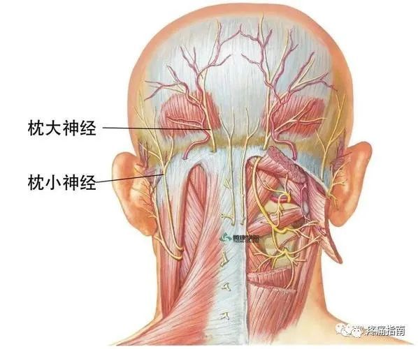 枕神经痛是指后头部枕大神经和枕小神经分布区的疼痛