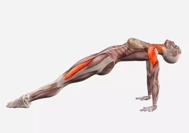 瑜伽反台式练习中常见的2个错误新同学一定要注意