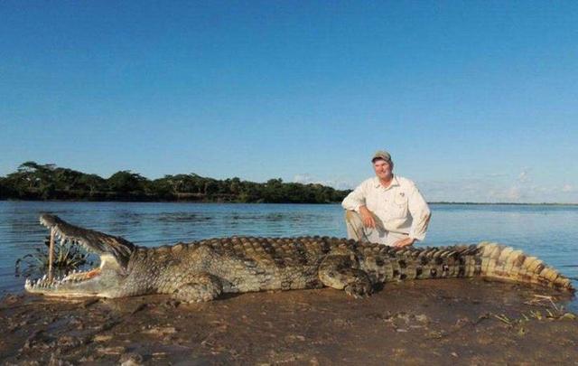鳄是尼罗河中最恐怖的食肉动物,也是现存体型第二大的鳄鱼,仅次于湾鳄